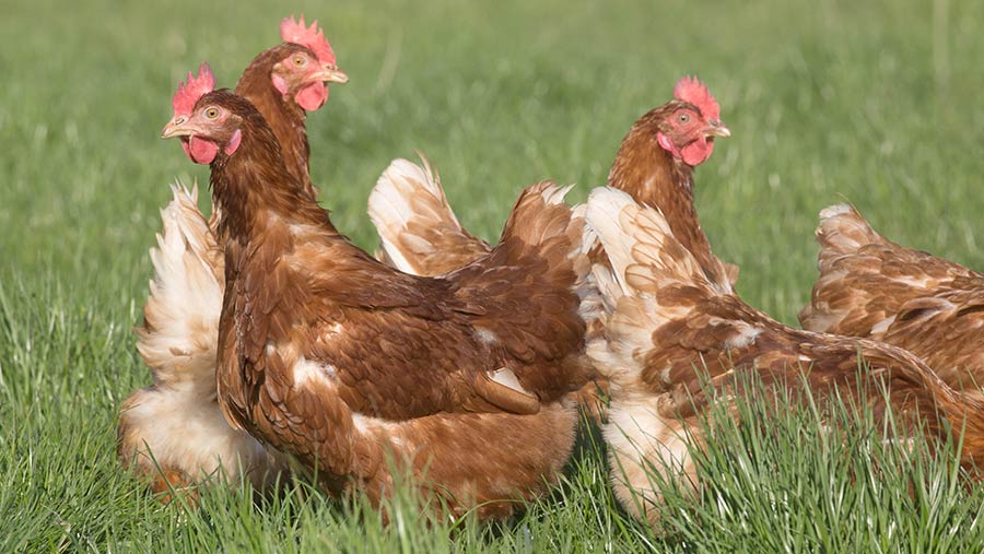 1-MAIN-NEW-free-rang-hen-2642018-12248-c-Tim-Scrivener